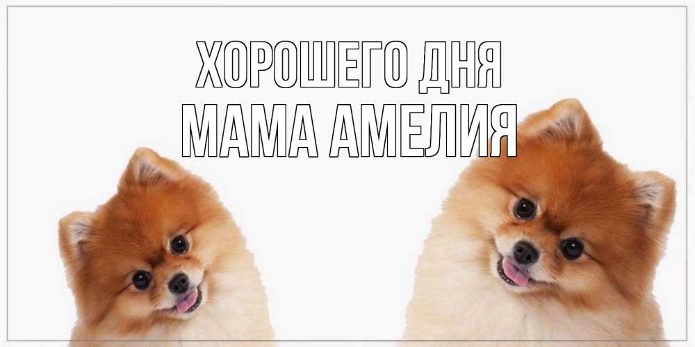 Открытка на каждый день с именем, Мама-Амелия Хорошего дня собачки желают прекрасного дня Прикольная открытка с пожеланием онлайн скачать бесплатно 