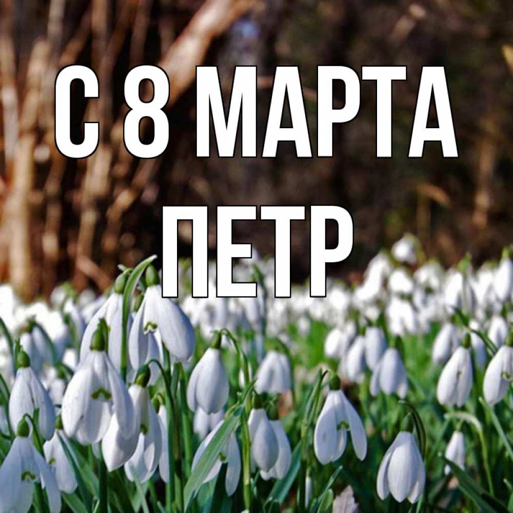 Открытка на каждый день с именем, Петр С 8 МАРТА с подснежниками 1 Прикольная открытка с пожеланием онлайн скачать бесплатно 