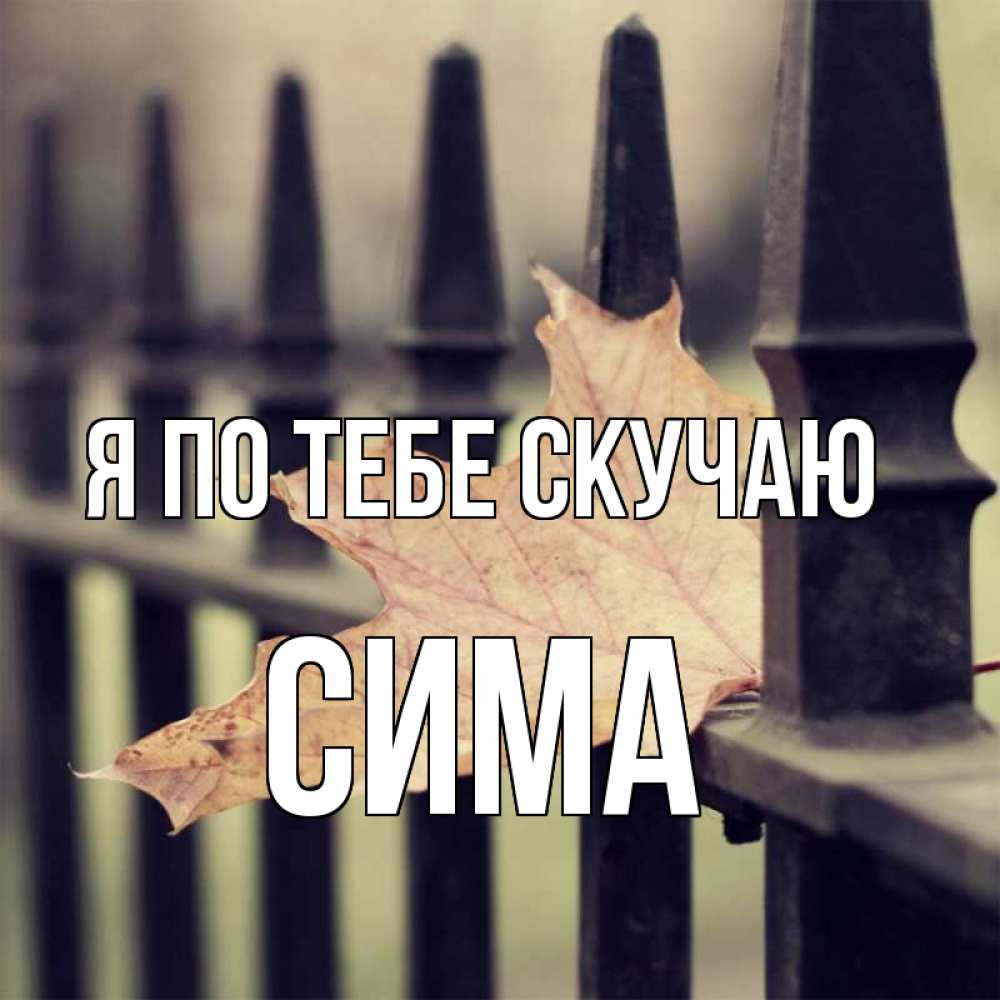 Открытка на каждый день с именем, Сима Я по тебе скучаю очень скучно Прикольная открытка с пожеланием онлайн скачать бесплатно 