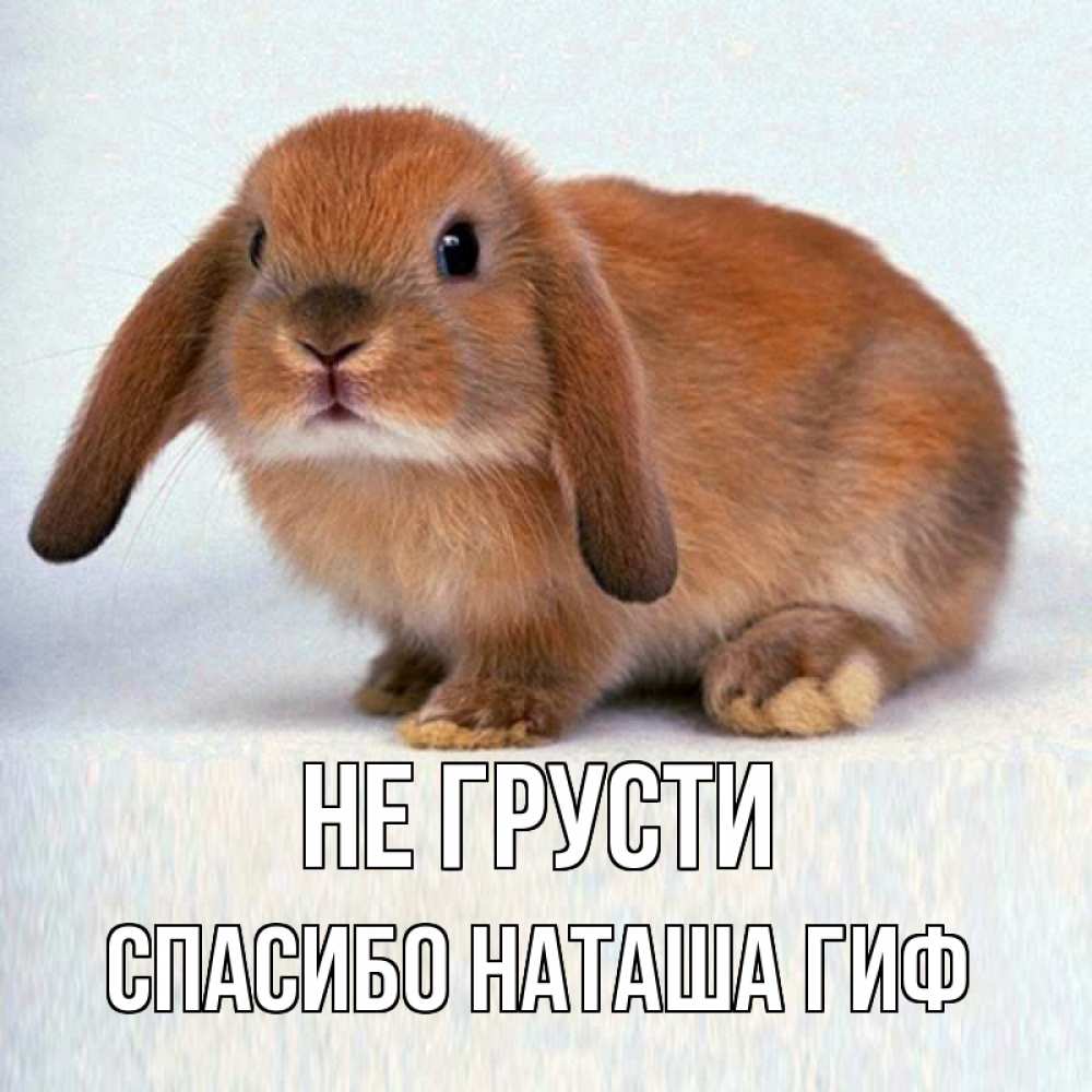 Открытка на каждый день с именем, СПАСИБО-НАТАША-ГИФ Не грусти рыжий зая Прикольная открытка с пожеланием онлайн скачать бесплатно 