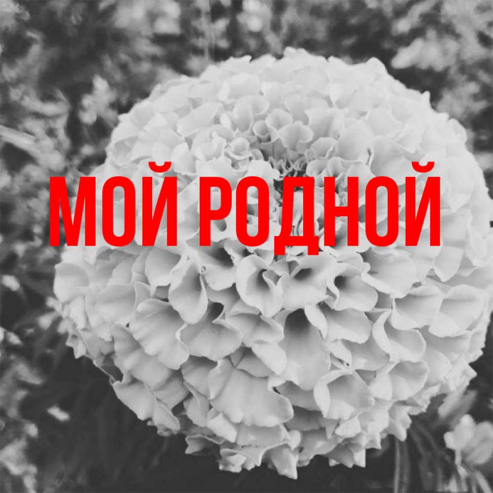 Родной главный