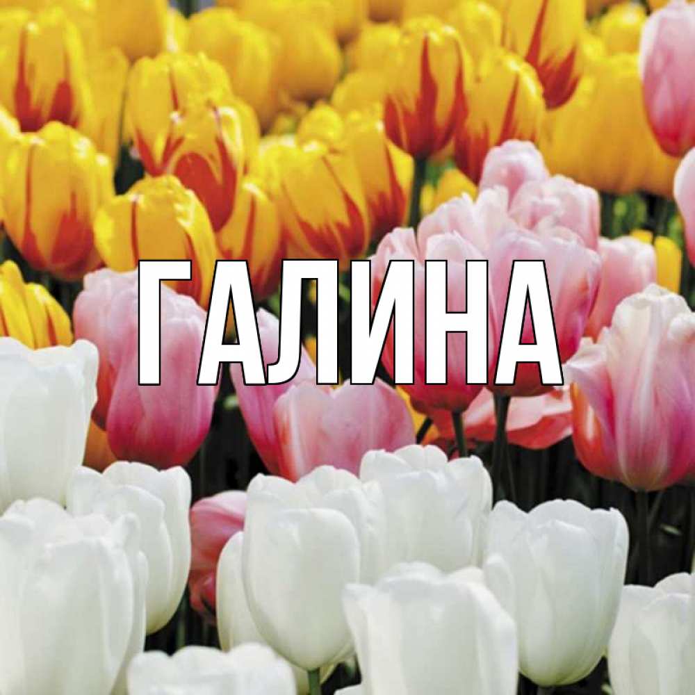 Открытка на каждый день с именем, Галина Главная разноцветные цветы Прикольная открытка с пожеланием онлайн скачать бесплатно 