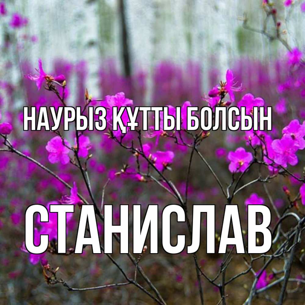 Картинка Наурыз құтты болсын, Станислав