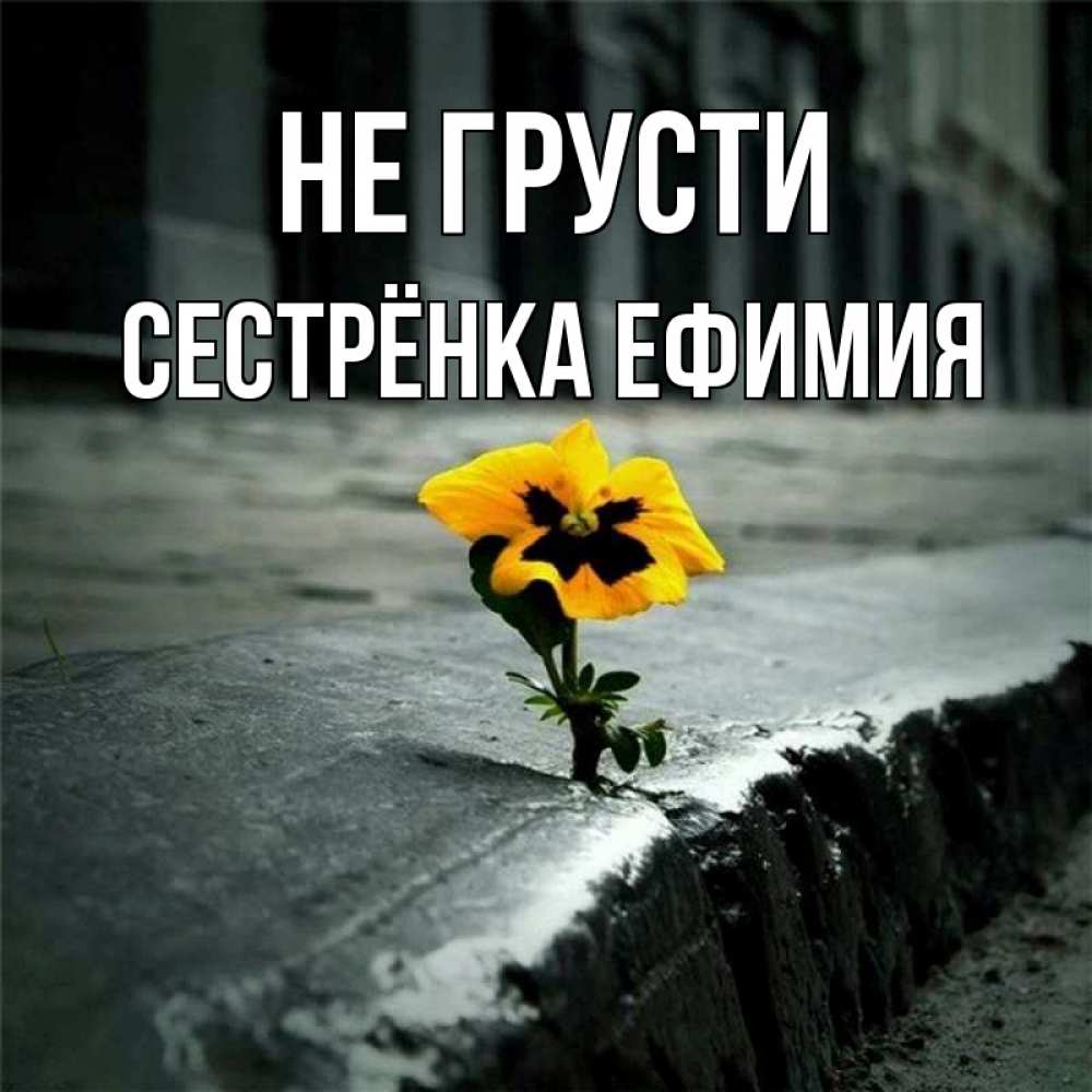 Открытка на каждый день с именем, Сестрёнка-Ефимия Не грусти не сдавайся Прикольная открытка с пожеланием онлайн скачать бесплатно 