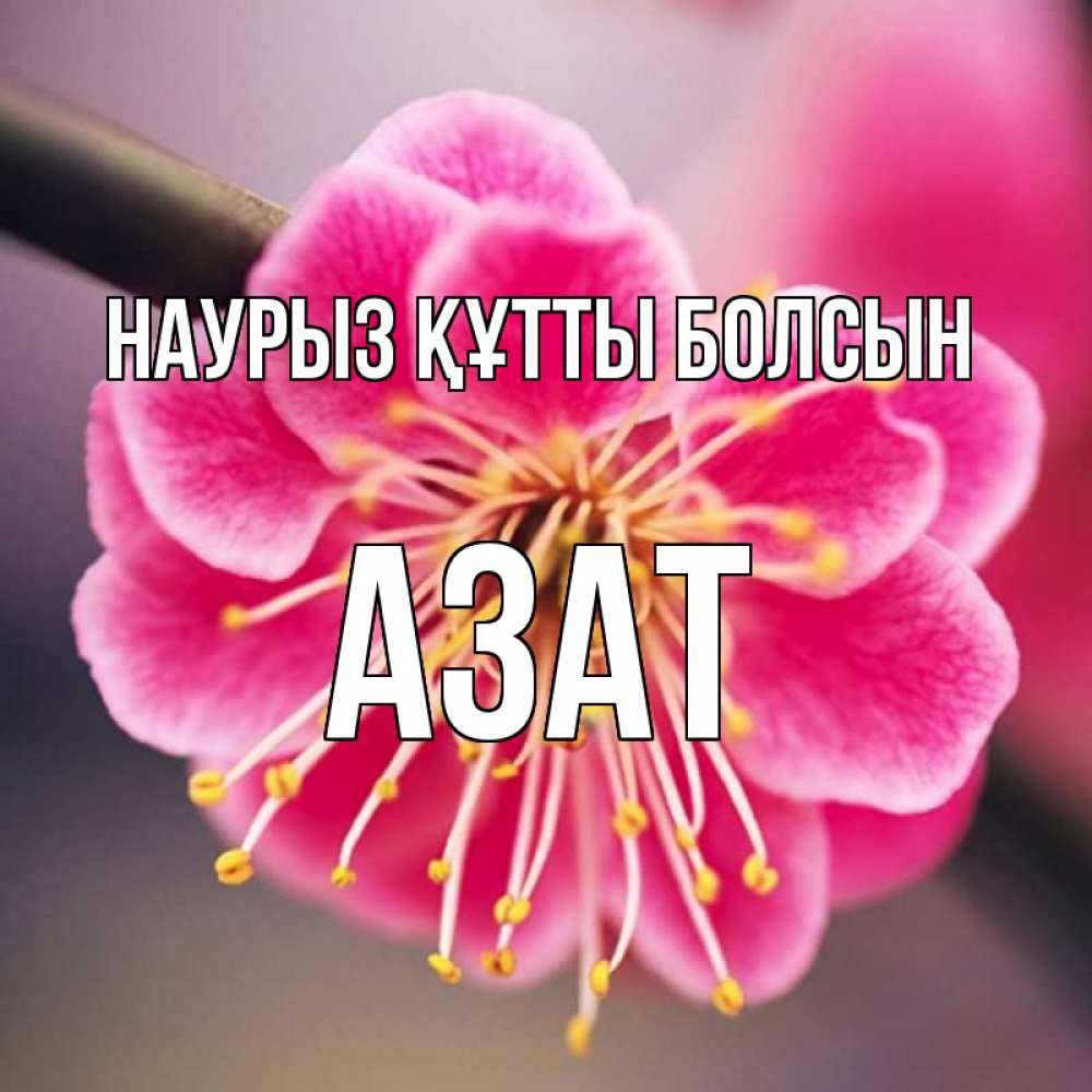 Открытка на каждый день с именем, Азат Наурыз құтты болсын цветы Прикольная открытка с пожеланием онлайн скачать бесплатно 