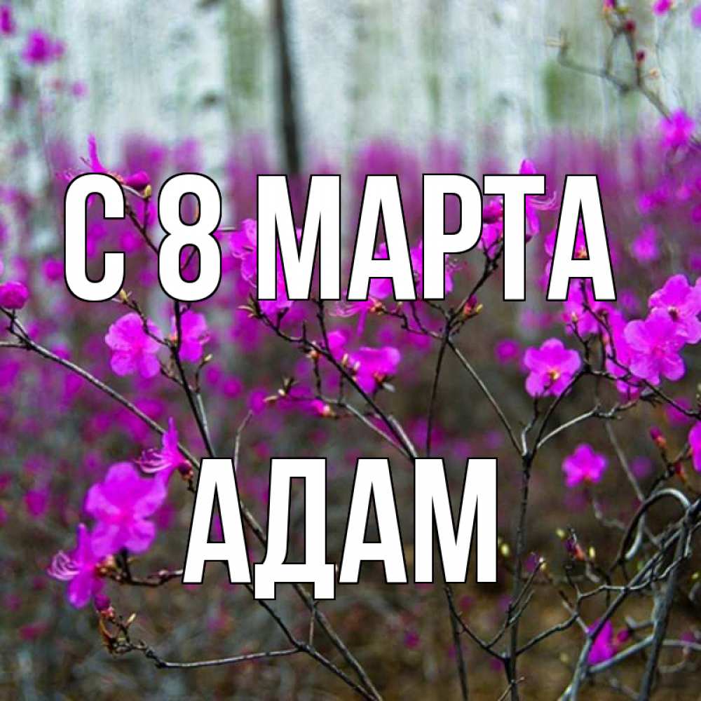 Открытка на каждый день с именем, Адам С 8 МАРТА дикие цветы Прикольная открытка с пожеланием онлайн скачать бесплатно 