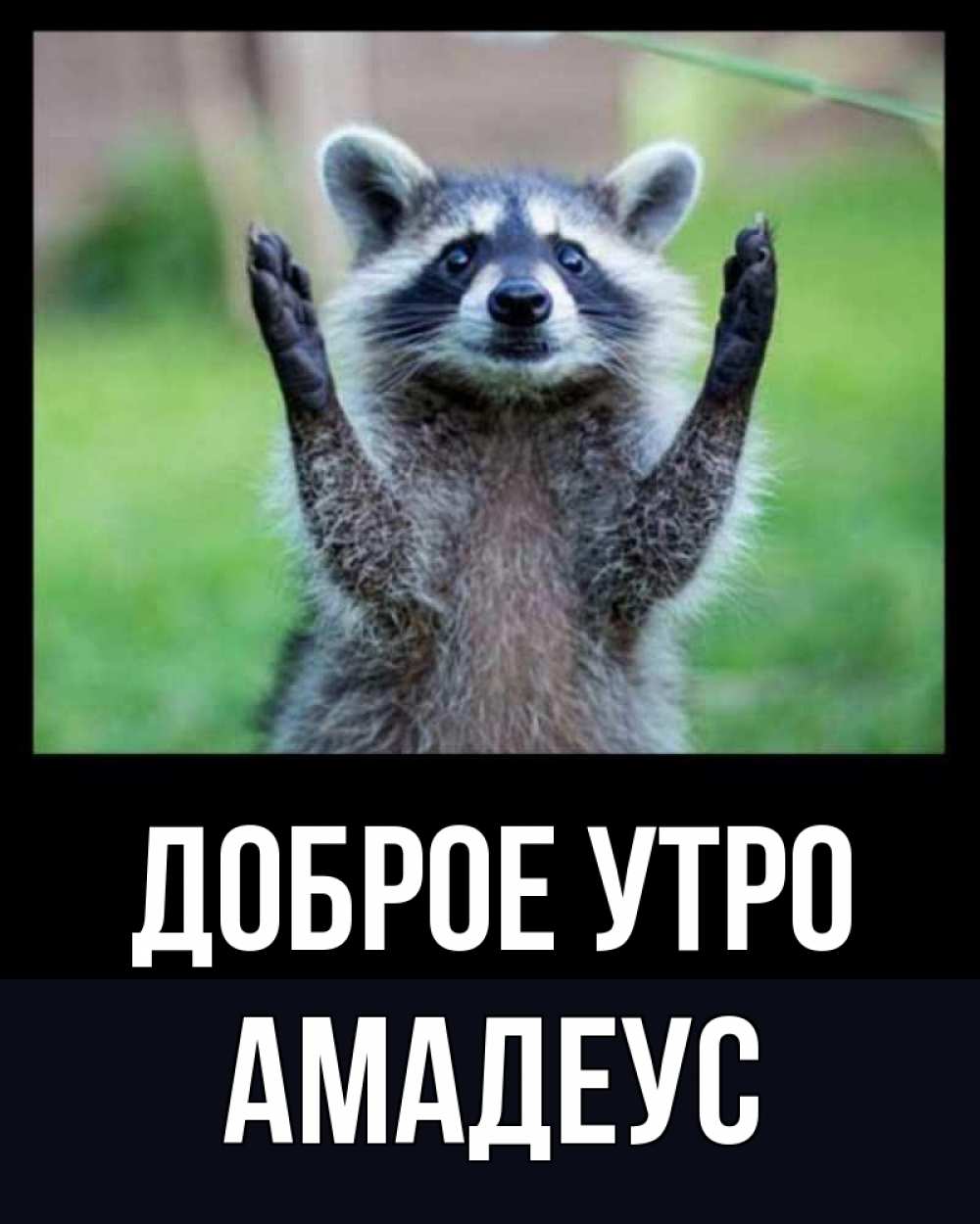 Открытка на каждый день с именем, Амадеус Доброе утро хорошее настроение утречком Прикольная открытка с пожеланием онлайн скачать бесплатно 