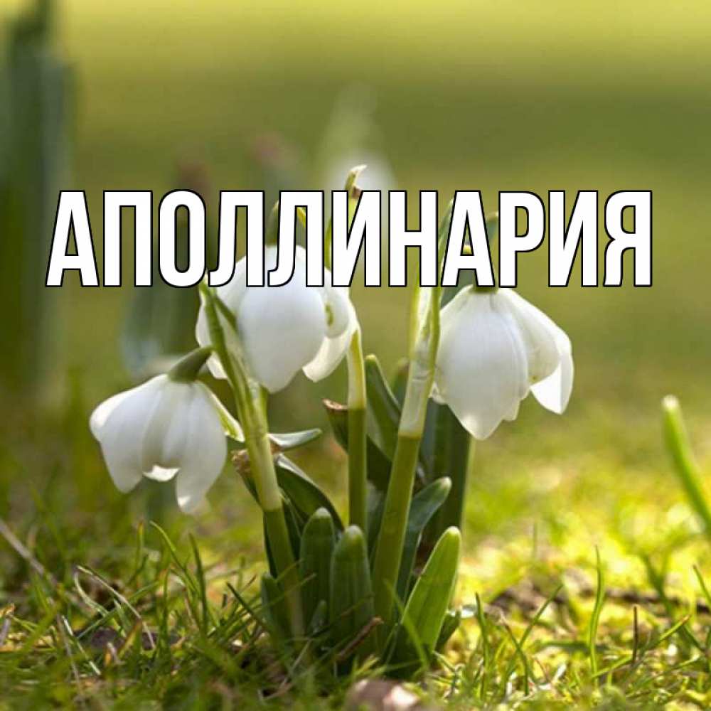 Открытка на каждый день с именем, Аполлинария Главная ранние цветы 2 Прикольная открытка с пожеланием онлайн скачать бесплатно 