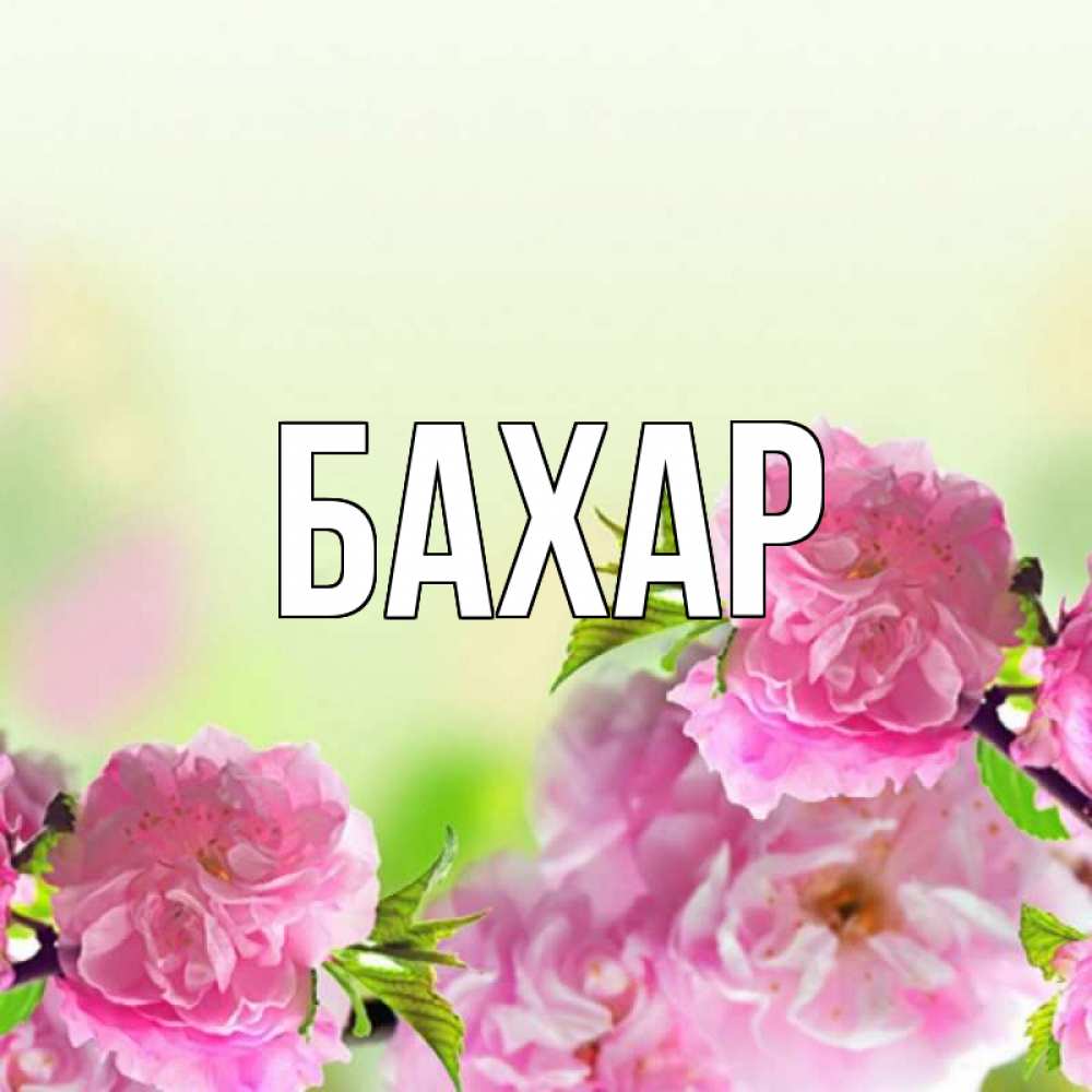 Открытка на каждый день с именем, Бахар Главная цветы Прикольная открытка с пожеланием онлайн скачать бесплатно 