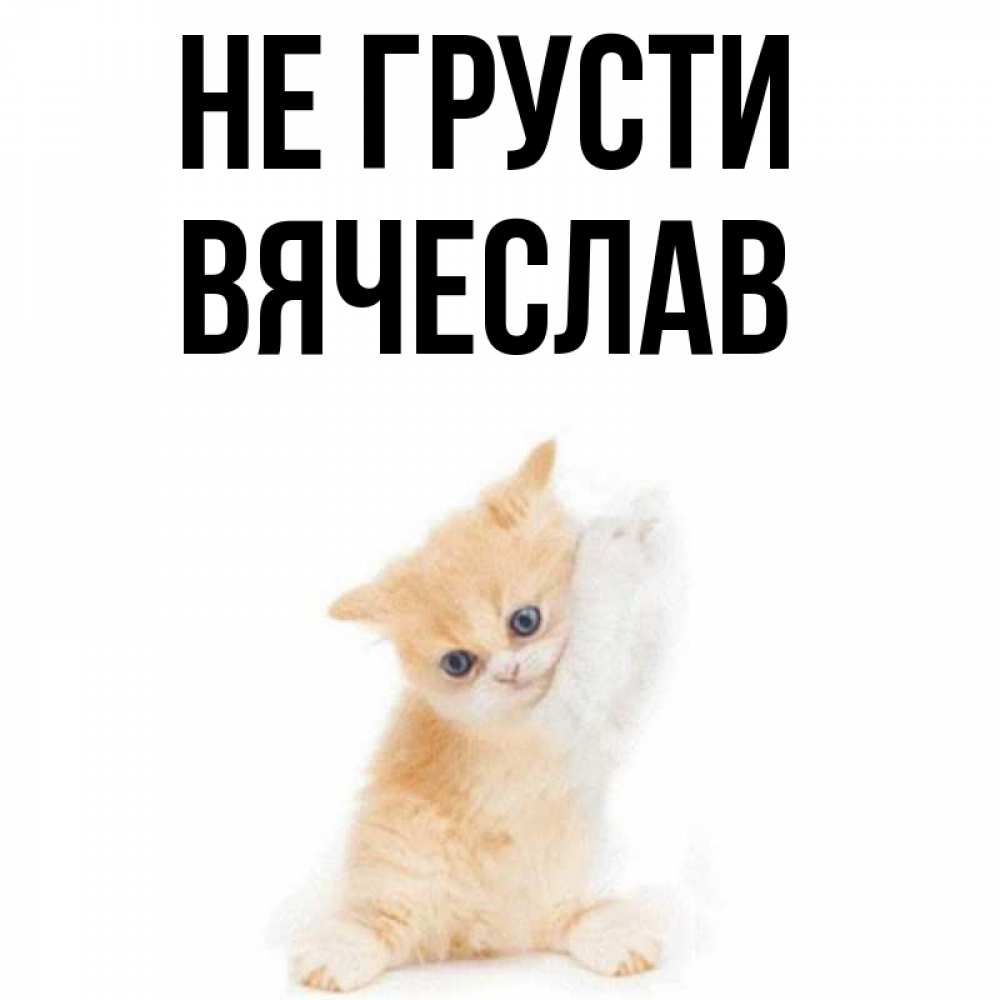 Открытка на каждый день с именем, Вячеслав Не грусти просящий кот Прикольная открытка с пожеланием онлайн скачать бесплатно 