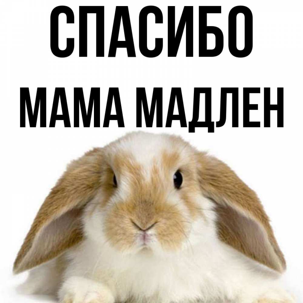 Открытка на каждый день с именем, Мама-Мадлен Спасибо коричнево белый заяц Прикольная открытка с пожеланием онлайн скачать бесплатно 