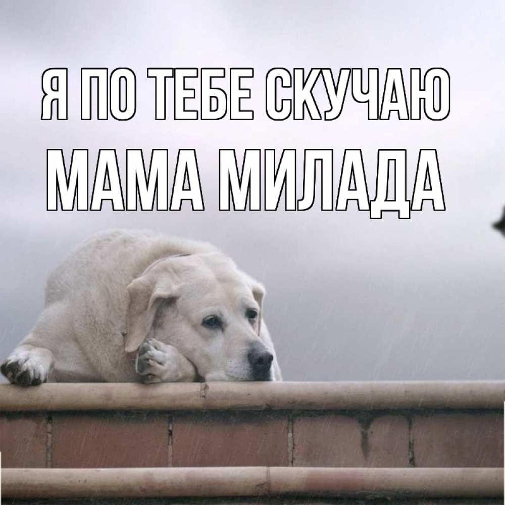 Открытка на каждый день с именем, Мама-Милада Я по тебе скучаю ждет Прикольная открытка с пожеланием онлайн скачать бесплатно 