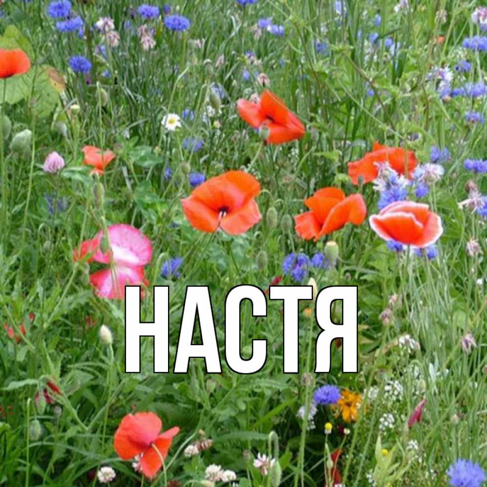 Открытка на каждый день с именем, Настя Главная праздник весны наурыз супер открытка Прикольная открытка с пожеланием онлайн скачать бесплатно 