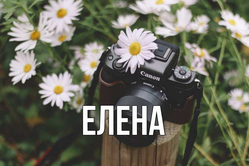 Открытка на каждый день с именем, Елена Главная с днем фотографа Прикольная открытка с пожеланием онлайн скачать бесплатно 