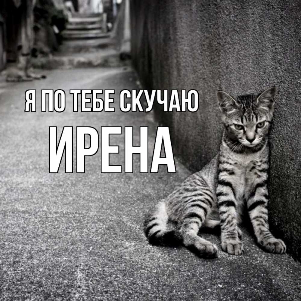 Открытка на каждый день с именем, Ирена Я по тебе скучаю одиноко котику Прикольная открытка с пожеланием онлайн скачать бесплатно 