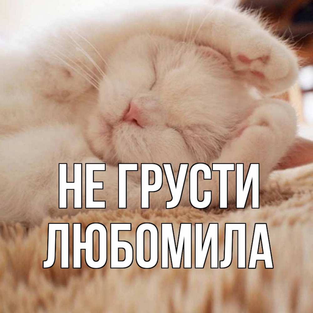 Открытка на каждый день с именем, Любомила Не грусти белый кот Прикольная открытка с пожеланием онлайн скачать бесплатно 