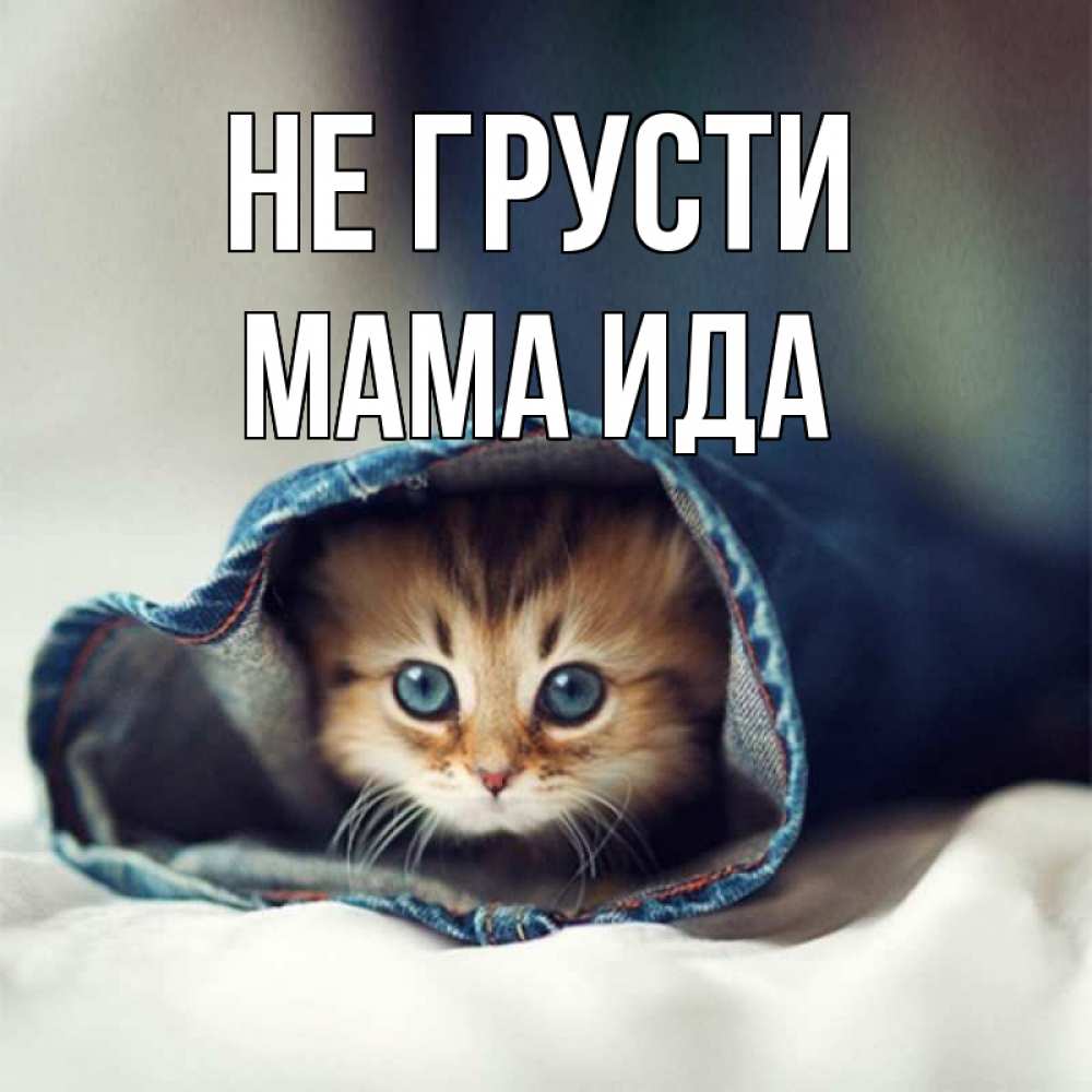 Открытка на каждый день с именем, Мама-Ида Не грусти кот в одежде Прикольная открытка с пожеланием онлайн скачать бесплатно 