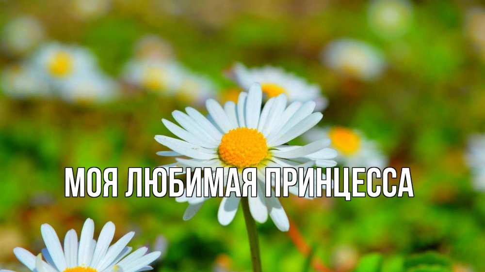Открытка на каждый день с именем, Моя-Любимая-Принцесса Главная с днем семьи Прикольная открытка с пожеланием онлайн скачать бесплатно 