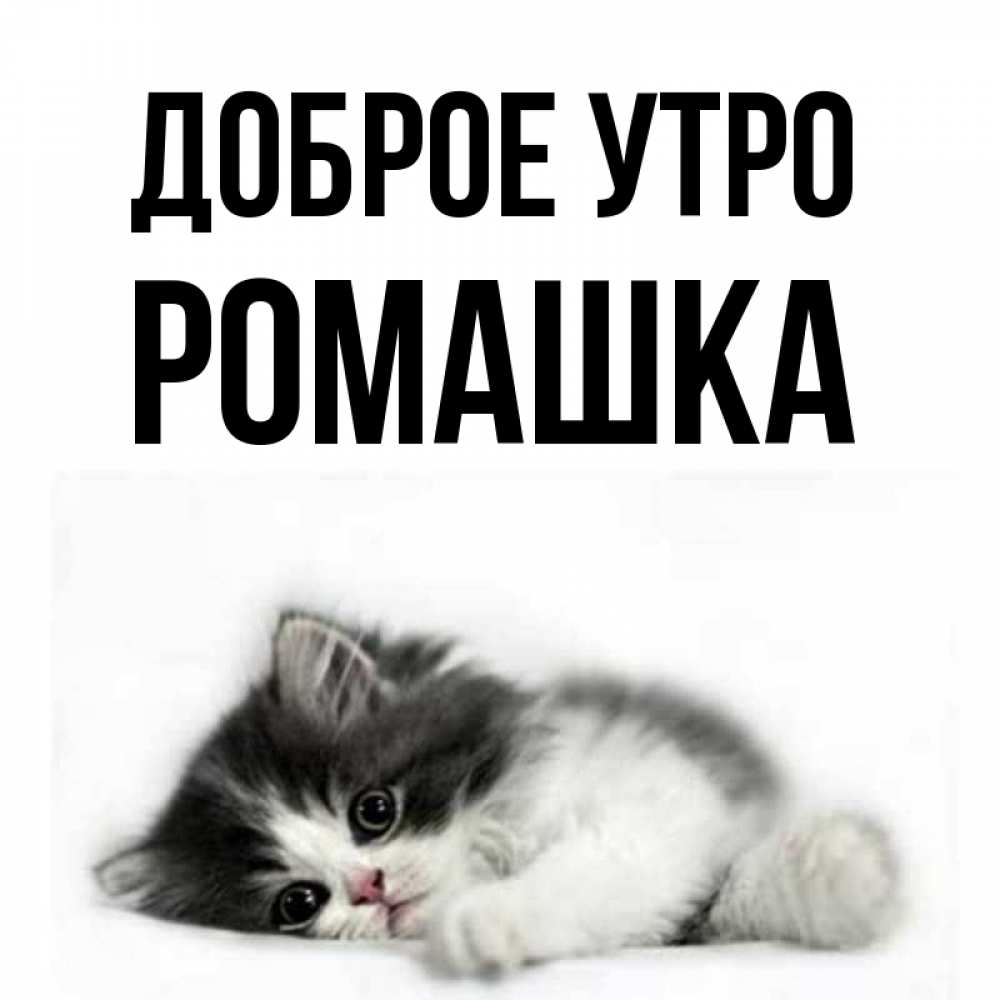 Открытка на каждый день с именем, Ромашка Доброе утро кот лапки Прикольная открытка с пожеланием онлайн скачать бесплатно 