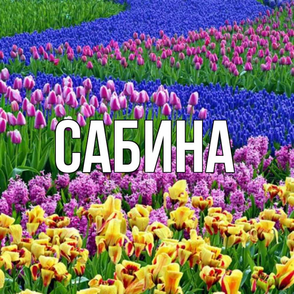 Открытка на каждый день с именем, Сабина Главная цветы Прикольная открытка с пожеланием онлайн скачать бесплатно 