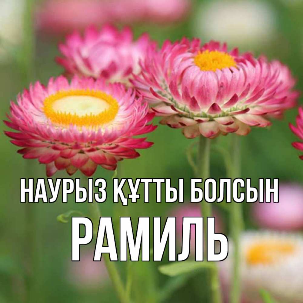 Открытка на каждый день с именем, Рамиль Наурыз құтты болсын подарок на международный женский день Прикольная открытка с пожеланием онлайн скачать бесплатно 