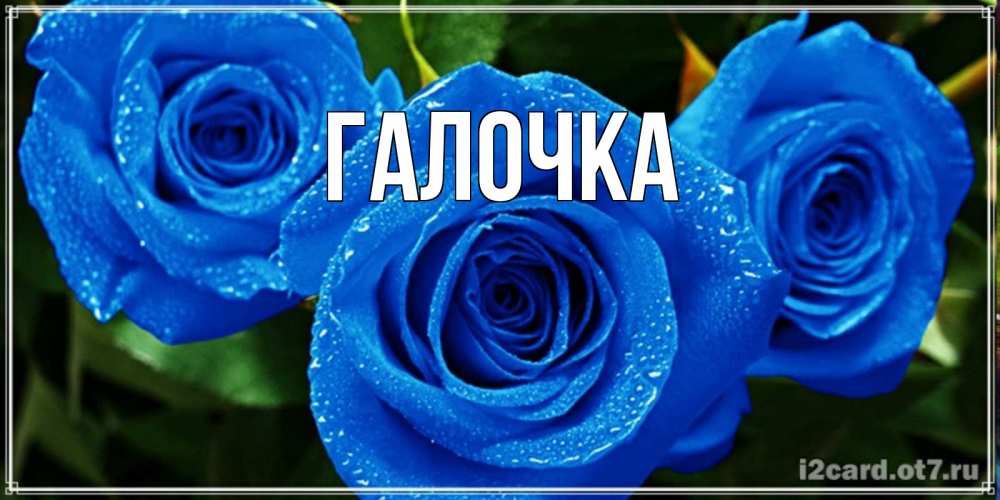Открытка на каждый день с именем, Галочка Главная розы с синим цветом Прикольная открытка с пожеланием онлайн скачать бесплатно 