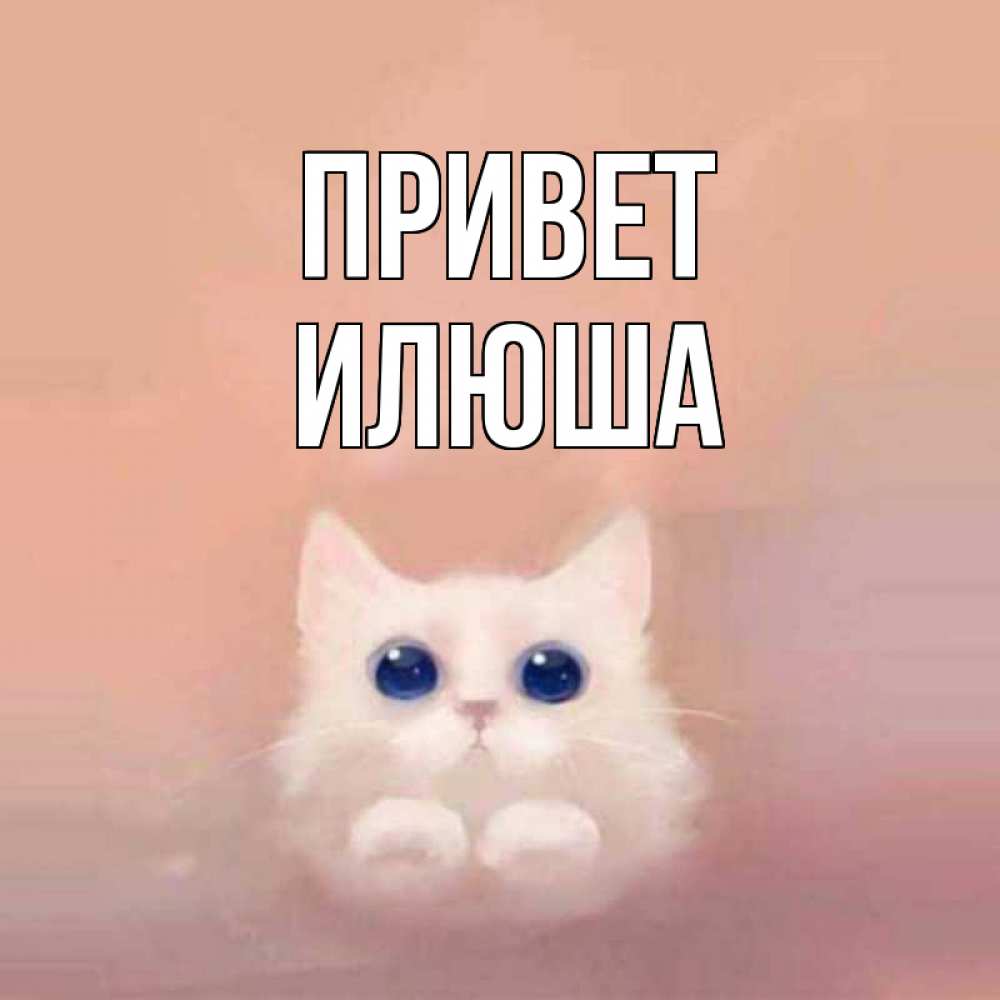 Открытка на каждый день с именем, илюша Привет котик белый в полете Прикольная открытка с пожеланием онлайн скачать бесплатно 