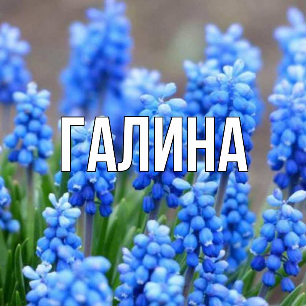 Открытка на каждый день с именем, Галина Главная Поздравительная открытка для женщин с цветами на праздничную дату Прикольная открытка с пожеланием онлайн скачать бесплатно 