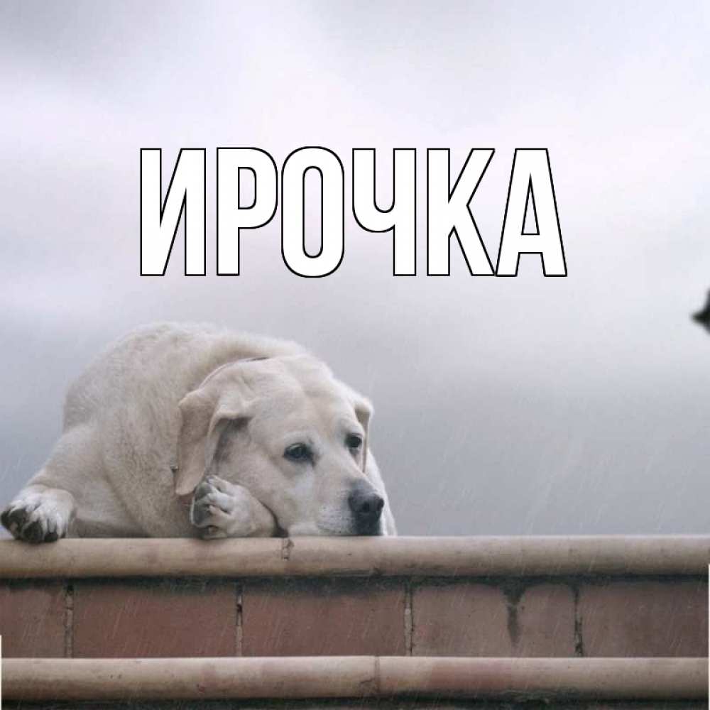 Картинка  с именем , ирочка