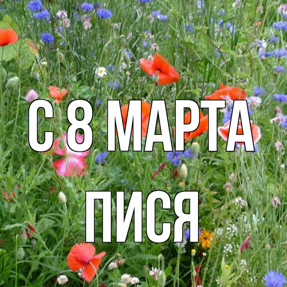 Картинка С 8 МАРТА, Пися