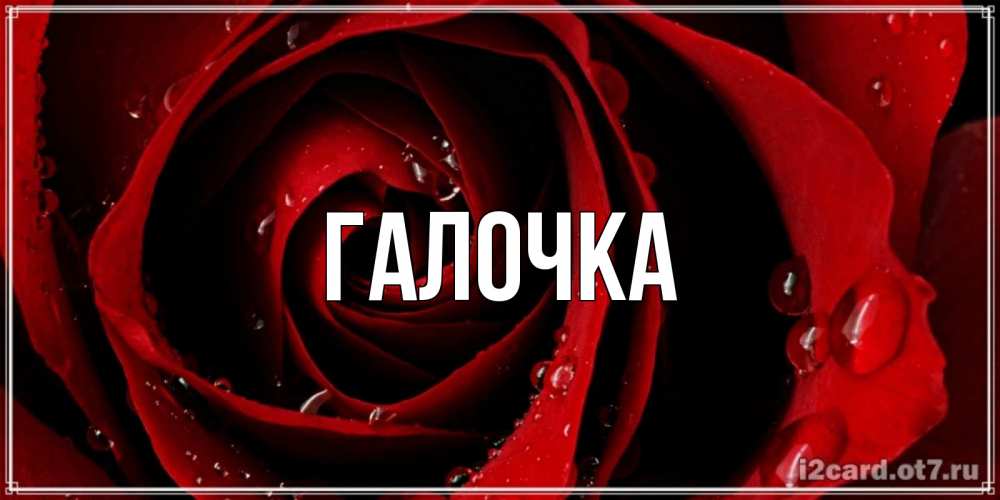 Открытка на каждый день с именем, Галочка Главная крупная бордовая роза Прикольная открытка с пожеланием онлайн скачать бесплатно 