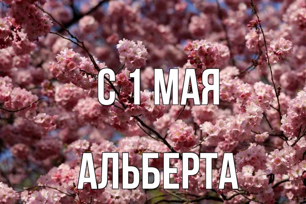 Открытка на каждый день с именем, Альберта С 1 мая С 1 мая Прикольная открытка с пожеланием онлайн скачать бесплатно 
