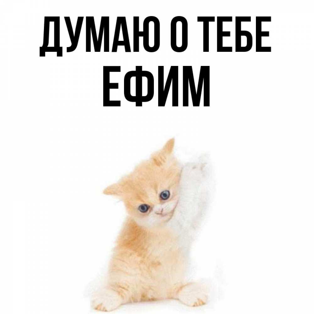 Открытка на каждый день с именем, Ефим Думаю о тебе зверушки и милота Прикольная открытка с пожеланием онлайн скачать бесплатно 