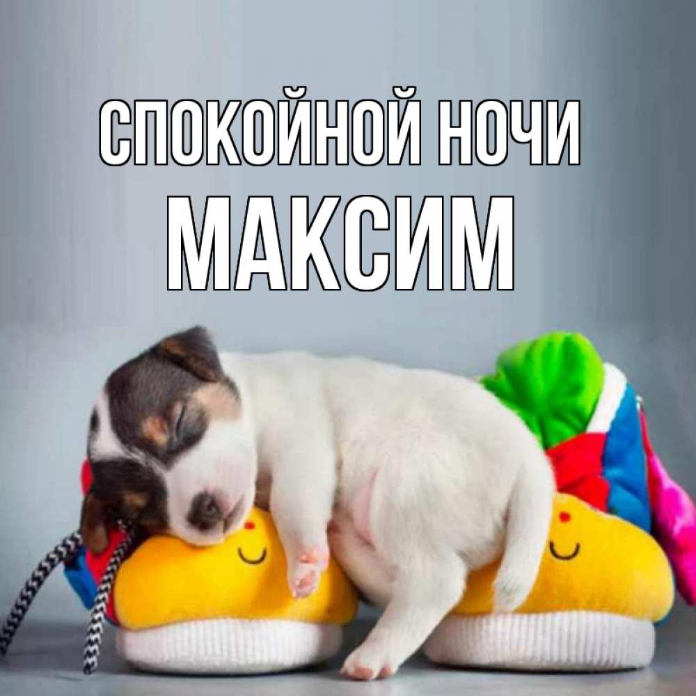 Открытка на каждый день с именем, Максим Спокойной ночи собачка Прикольная открытка с пожеланием онлайн скачать бесплатно 