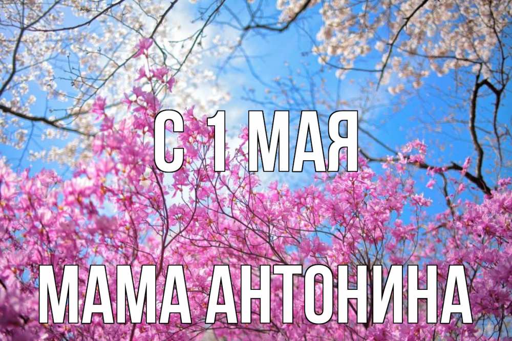 Открытка на каждый день с именем, Мама-Антонина С 1 мая С 1 мая Прикольная открытка с пожеланием онлайн скачать бесплатно 