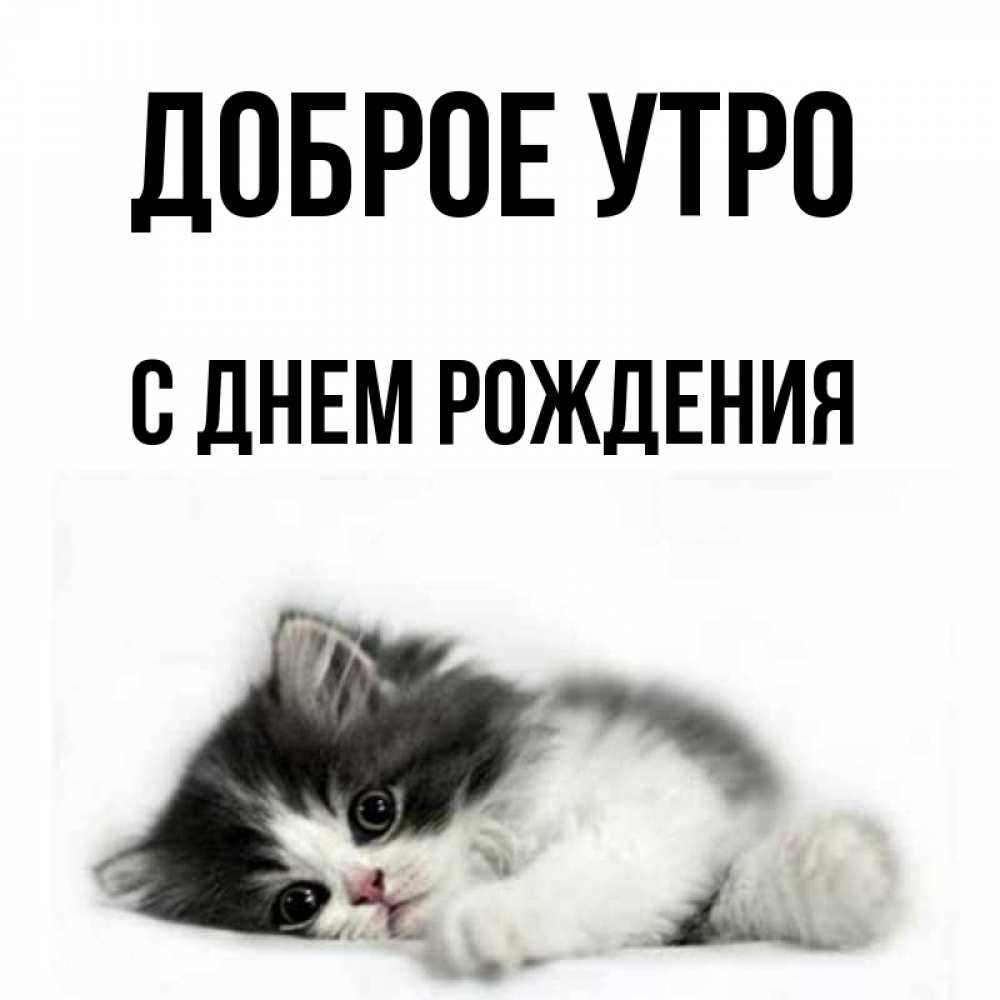 Открытка на каждый день с именем, С-днем-рождения Доброе утро кот лапки Прикольная открытка с пожеланием онлайн скачать бесплатно 