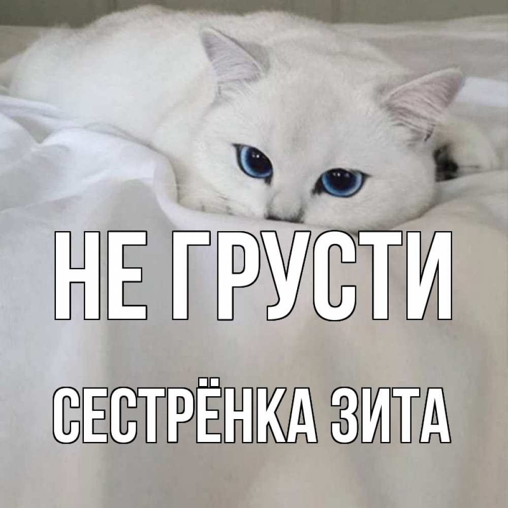 Открытка на каждый день с именем, Сестрёнка-Зита Не грусти белый кот с голубыми глазами на белоснежной кровати Прикольная открытка с пожеланием онлайн скачать бесплатно 
