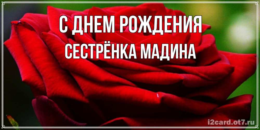 Открытка на каждый день с именем, Сестрёнка-Мадина С днем рождения розочка очень красивая Прикольная открытка с пожеланием онлайн скачать бесплатно 
