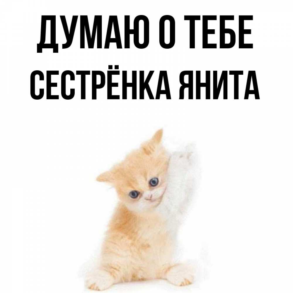 Открытка на каждый день с именем, Сестрёнка-Янита Думаю о тебе зверушки и милота Прикольная открытка с пожеланием онлайн скачать бесплатно 