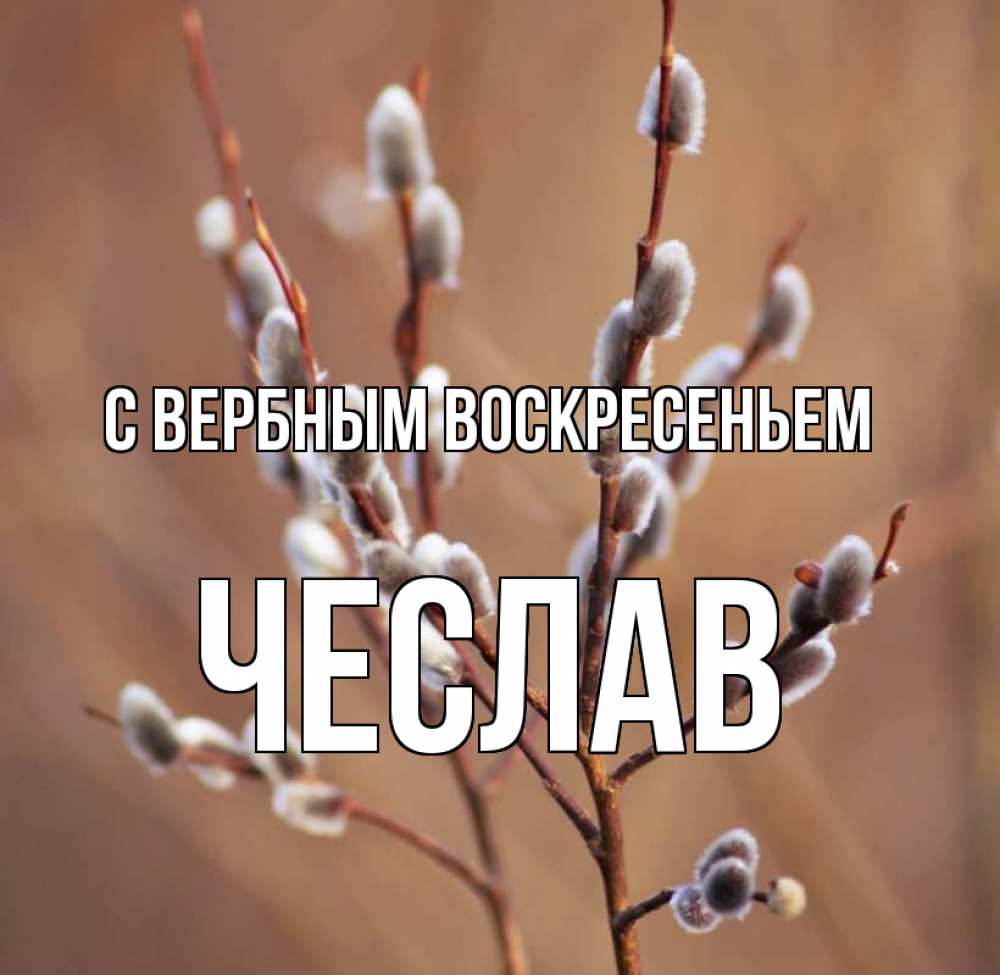Открытка на каждый день с именем, Чеслав С вербным воскресеньем верба Прикольная открытка с пожеланием онлайн скачать бесплатно 