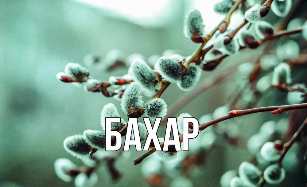 Открытка на каждый день с именем, Бахар Главная верба Прикольная открытка с пожеланием онлайн скачать бесплатно 