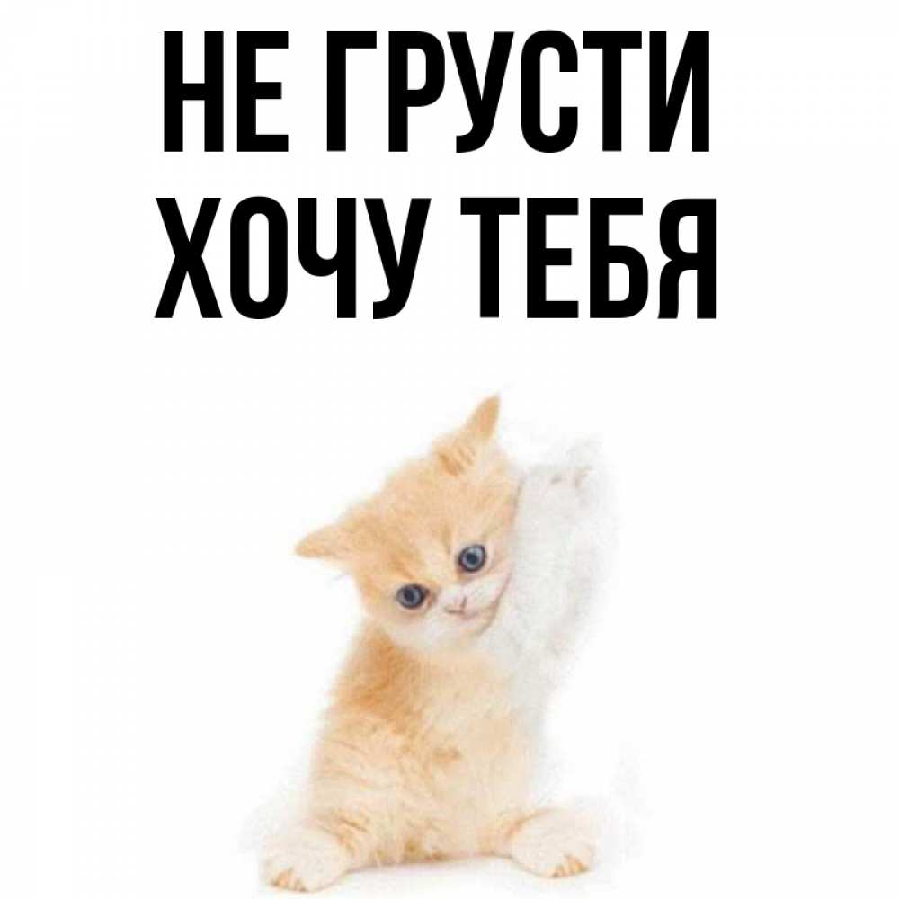 Открытка на каждый день с именем, Хочу-тебя Не грусти просящий кот Прикольная открытка с пожеланием онлайн скачать бесплатно 