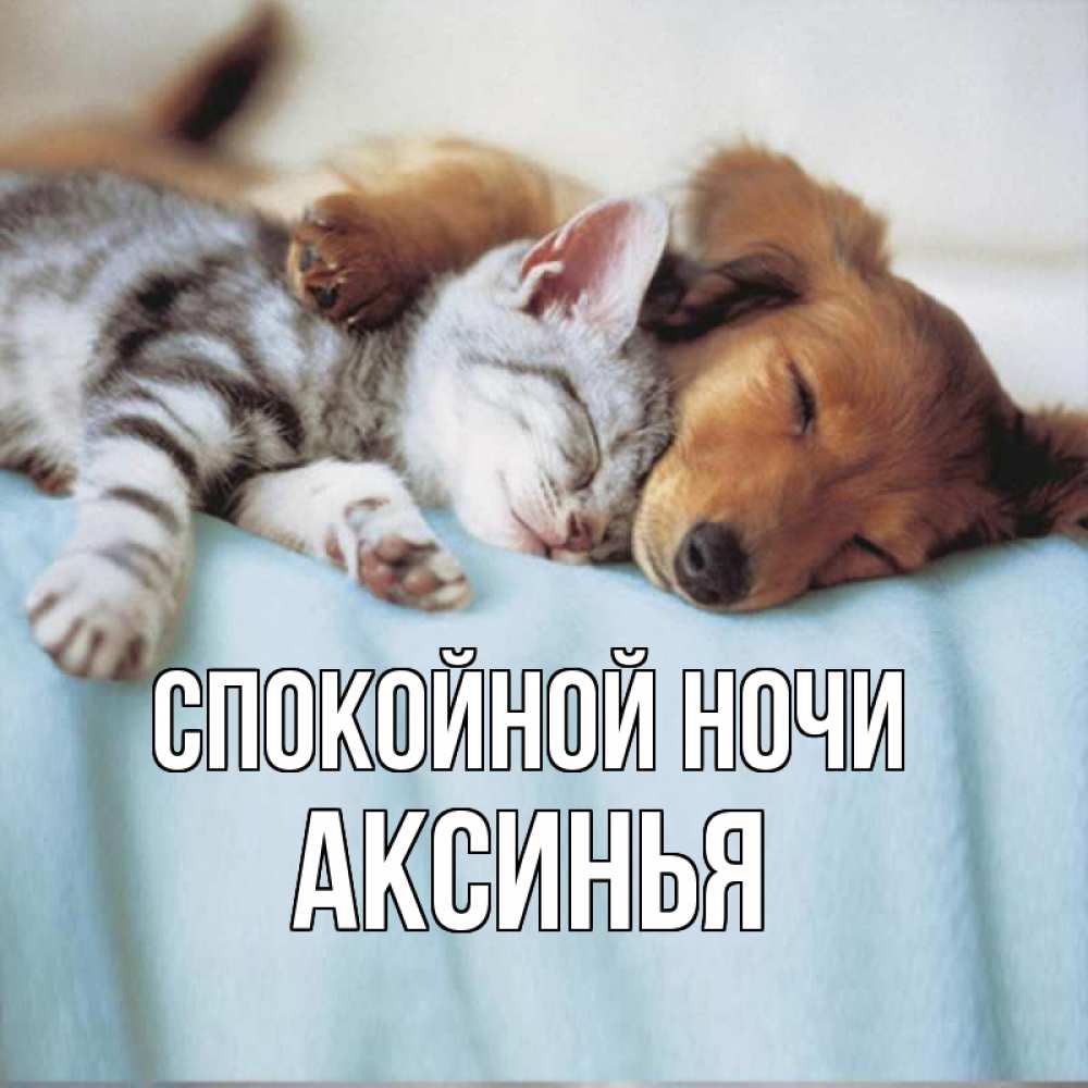 Открытка на каждый день с именем, Аксинья Спокойной ночи с животными Прикольная открытка с пожеланием онлайн скачать бесплатно 