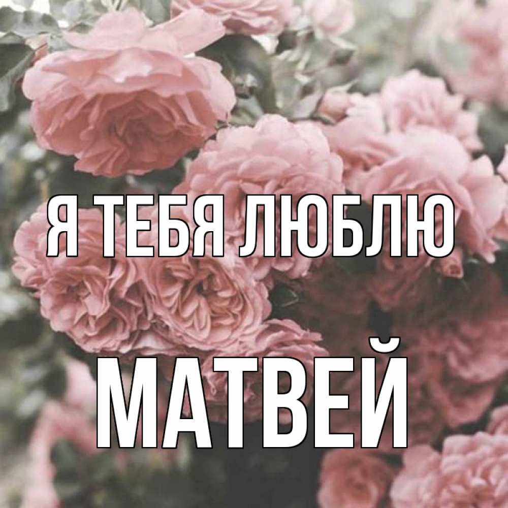 Открытка на каждый день с именем, Матвей Я тебя люблю розы 3 Прикольная открытка с пожеланием онлайн скачать бесплатно 