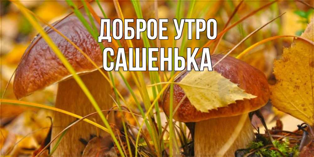 Открытка на каждый день с именем, Сашенька Доброе утро осенние грибы Прикольная открытка с пожеланием онлайн скачать бесплатно 
