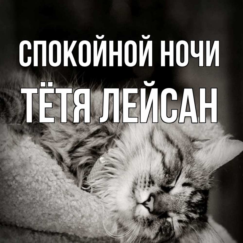 Открытка на каждый день с именем, Тётя-Лейсан Спокойной ночи котярик пушистый Прикольная открытка с пожеланием онлайн скачать бесплатно 
