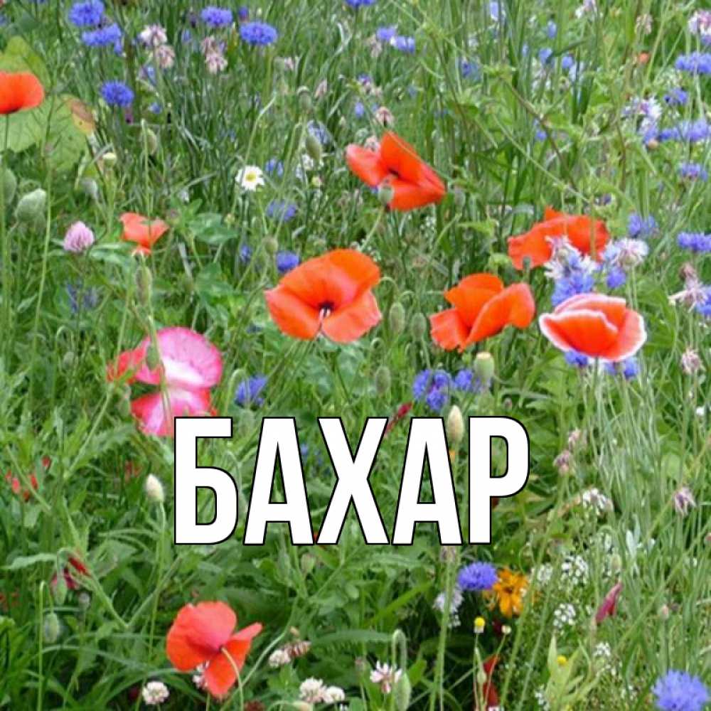 Открытка на каждый день с именем, Бахар Главная праздник весны наурыз супер открытка Прикольная открытка с пожеланием онлайн скачать бесплатно 