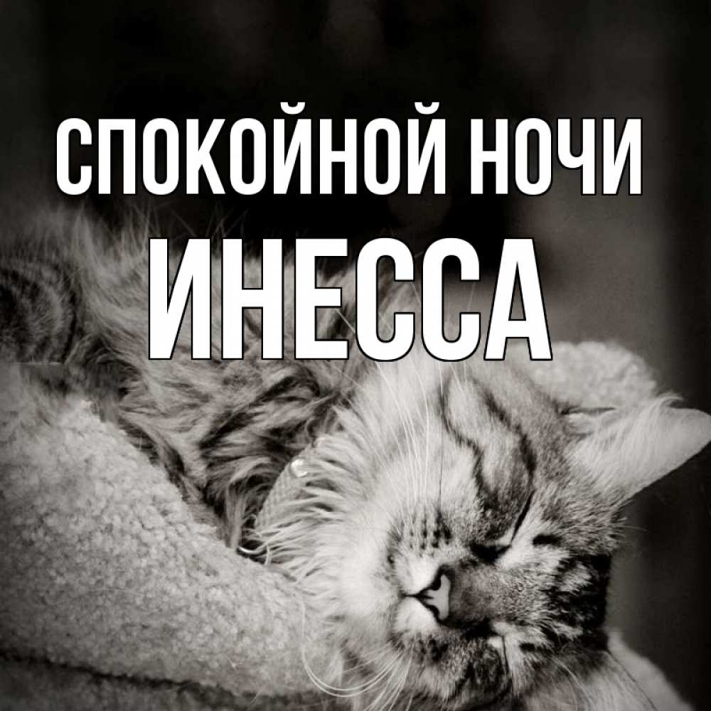 Открытка на каждый день с именем, Инесса Спокойной ночи котярик пушистый Прикольная открытка с пожеланием онлайн скачать бесплатно 