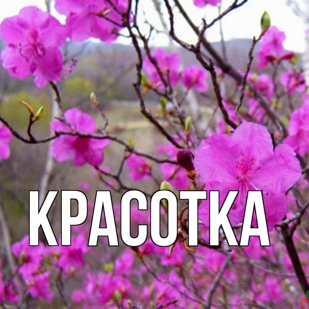 Открытка на каждый день с именем, красотка Главная международный женский день Прикольная открытка с пожеланием онлайн скачать бесплатно 