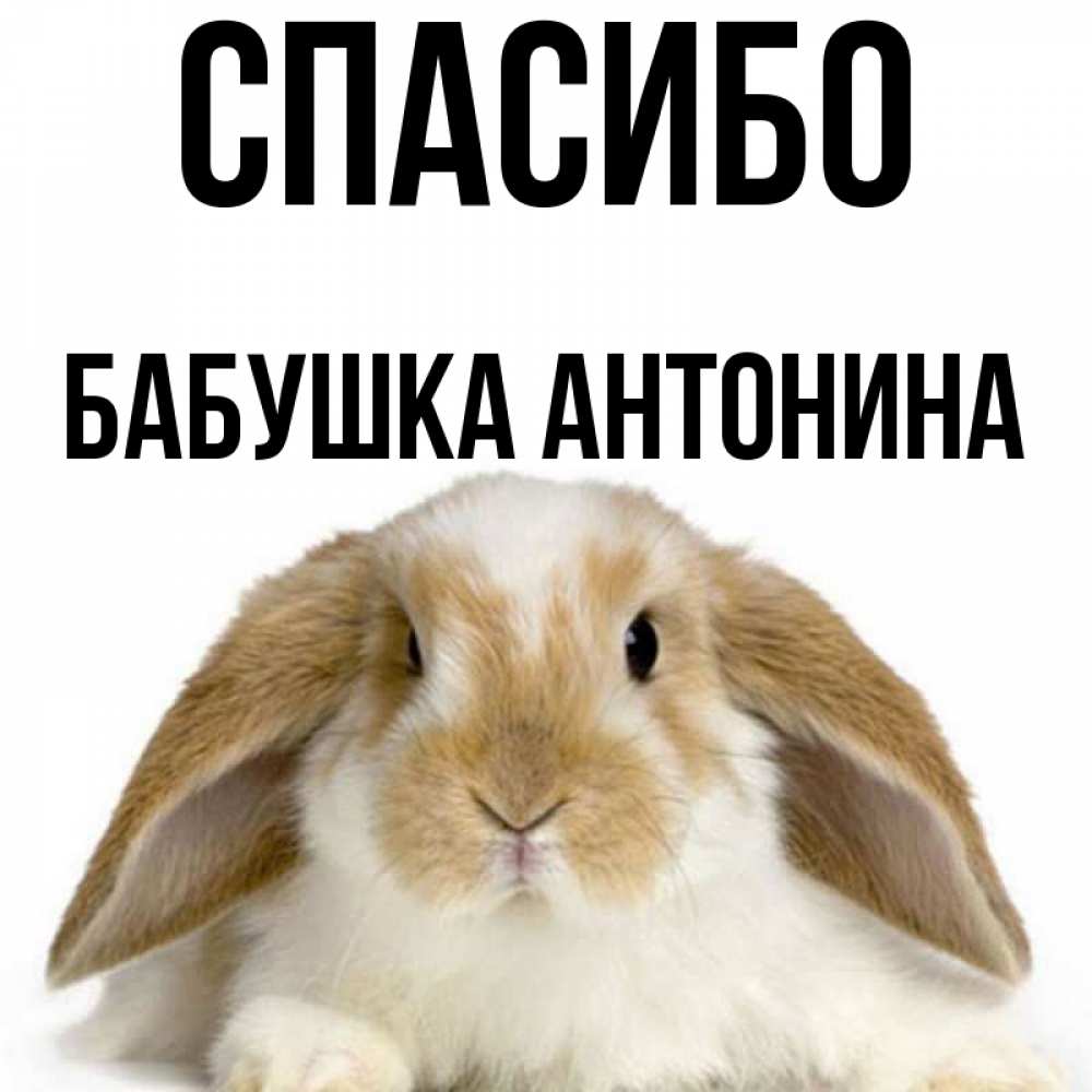 Открытка на каждый день с именем, Бабушка-Антонина Спасибо коричнево белый заяц Прикольная открытка с пожеланием онлайн скачать бесплатно 